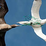 在距離毛里塔尼亞海岸20英里的空中，發現一隻海鳥的頸部纏著一縷塑膠漁網。© 綠色和平