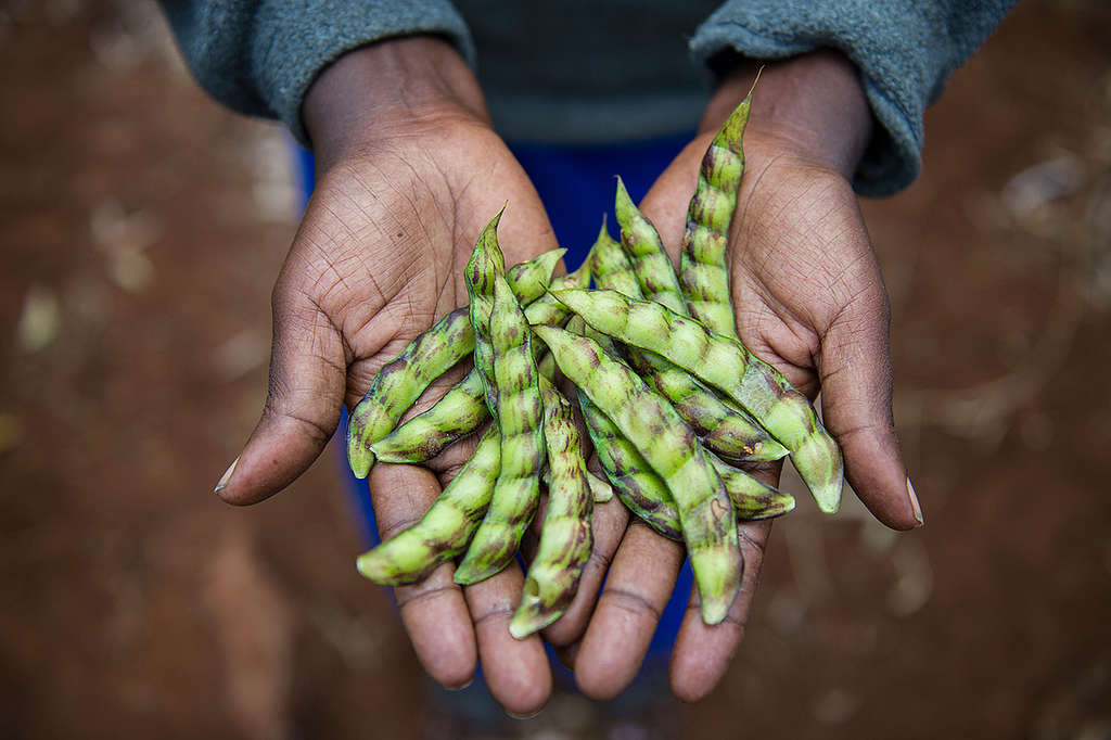 肯雅的農夫能有效應用生態友善的務農技術，使他們更堅韌和有能力面對氣候變化。 © Cheryl-Samantha Owen / Greenpeace