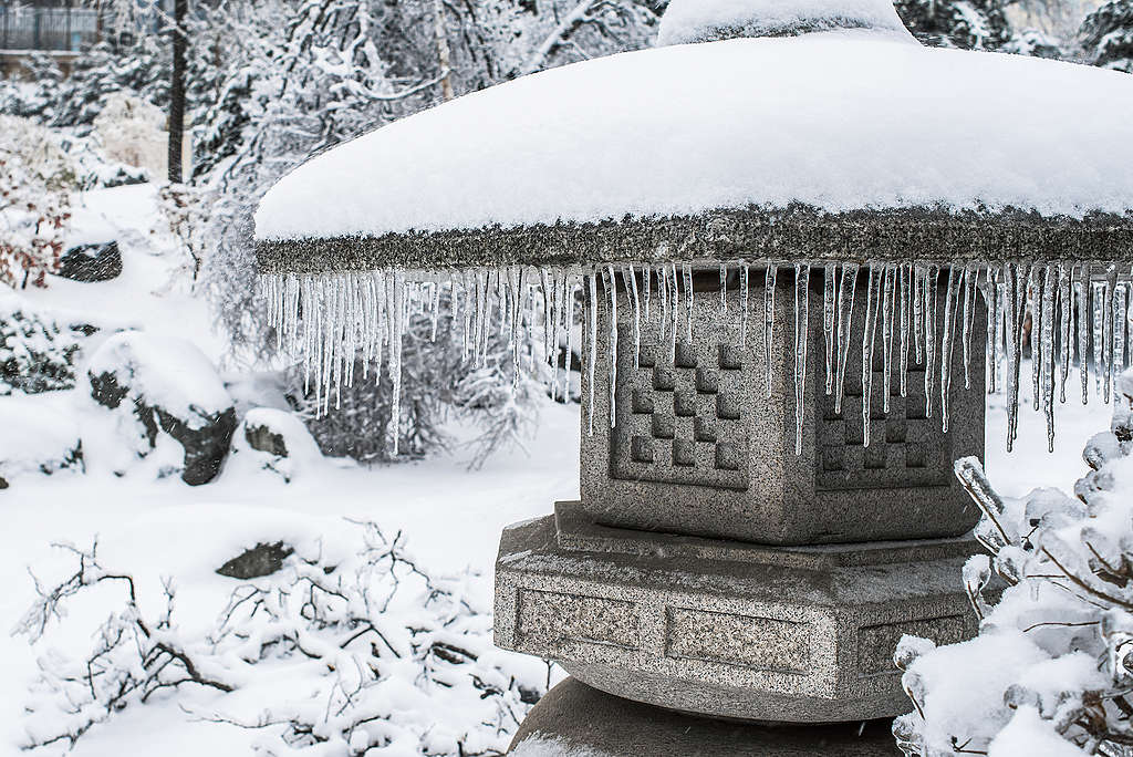 日本今年1月經歷暴風雪侵襲，庭園猶如披上雪衣。 © Shutterstock