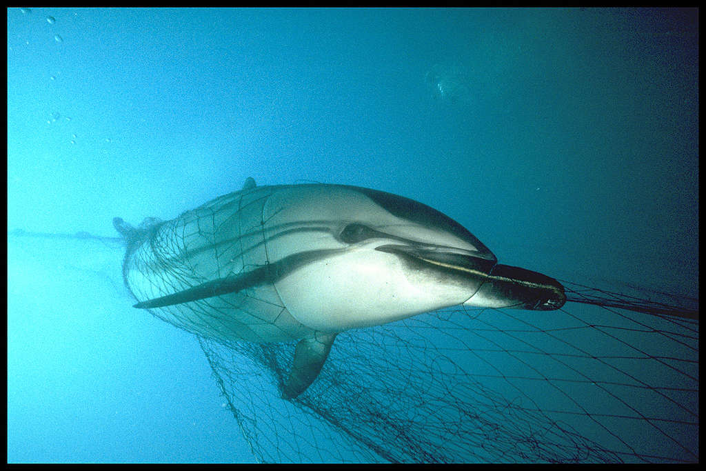一條條紋原海豚（Striped Dolphin）在北大西洋中被魚網困住。 © Greenpeace / Peter Rowlands