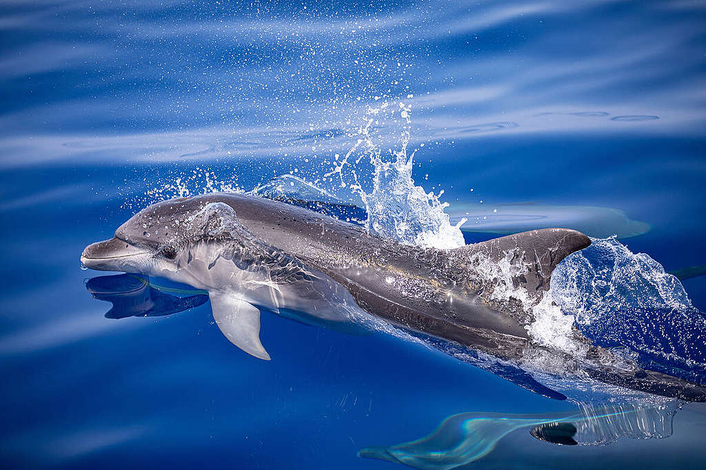 寬吻海豚是一種相當「有腦」的海洋生物！ © Greenpeace / Lorenzo Moscia