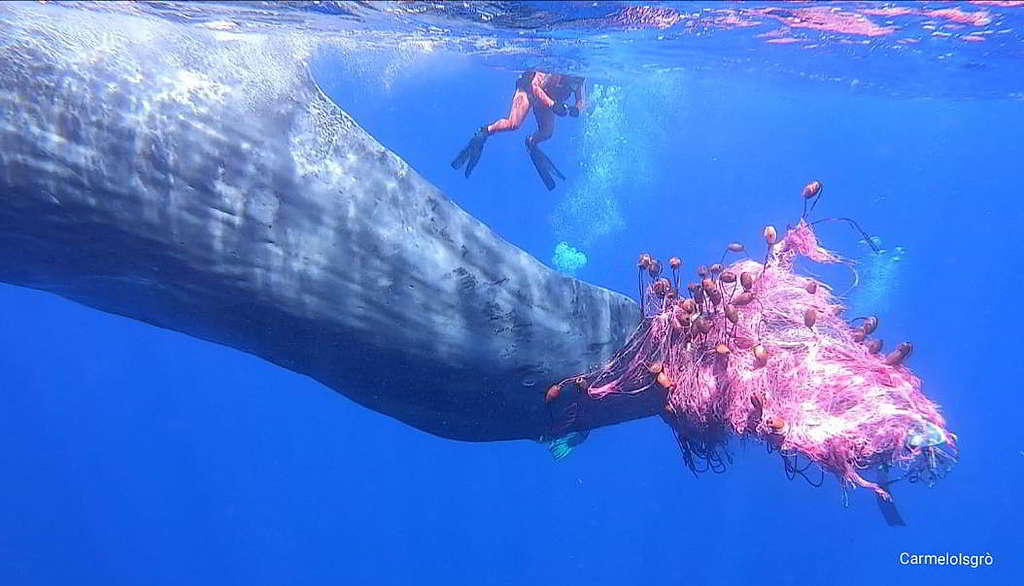 即使商業捕鯨受到規管，各種鯨豚仍然面對不同威脅，例如去年7月意大利西西里島對外海岸有抹香鯨遭尾部纏繞被困。 © Carmelo Isgrò - MuMa-Museo del Mare di