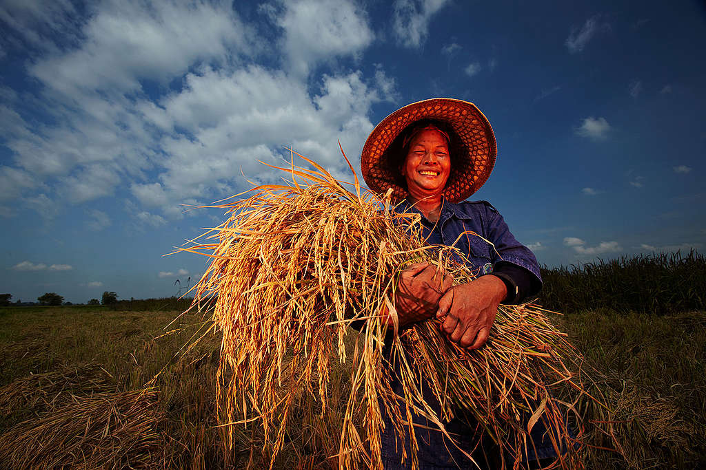 62歲的泰國農夫深尼寧‧華得琳，高舉她在綠色和平位於叻武里府曼谷的「米藝」農田所收割的米穗。© Greenpeace / Athit Perawongmetha