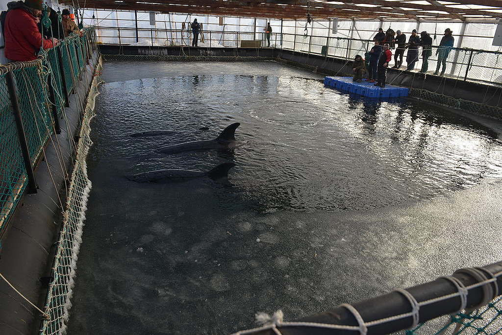 2018年，綠色和平揭露俄羅斯一個「鯨豚監獄」：11隻殺人鯨和90隻白鯨被囚禁於狹小水槽，等待送往中國水上樂園，用作示範表演。