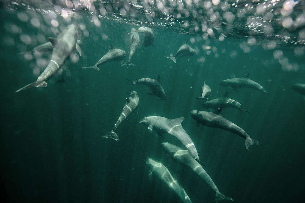 聯群結隊、彼此守望，就是海豚凝聚力量的智慧結晶！ © Pierre Baelen / Greenpeace