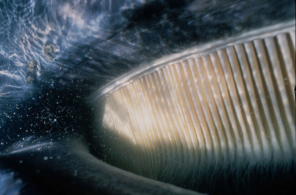 灰鯨的鯨鬚大特寫！只要一口吸入大量海水，鯨鬚就會發揮過濾作用，供主人鯨吞糧食。© Michael S. Nolan / SeaPics.com