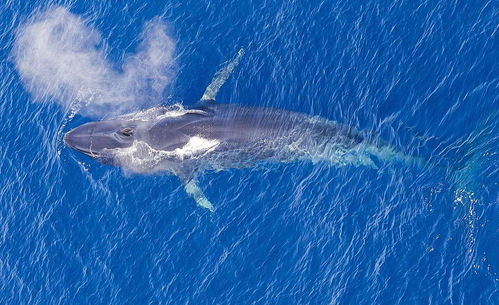 侏儒藍鯨在非洲莫桑比克對開海域躍出水面一刻，視覺效果同樣澎拜！ © Paul Hilton / Greenpeace