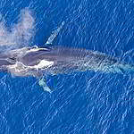 【世界鯨魚日】新年新航程 印度洋有隻大海小鯨？