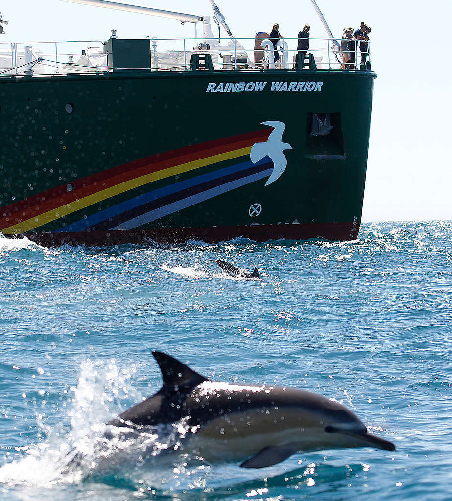 彩虹勇士號與曼妙海豚，在守護海洋路上並肩前行。 © Nigel Marple / Greenpeace