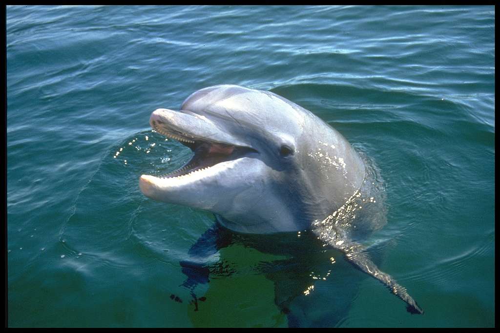 人類一般無緣聽見高頻率「海豚音」，唯有欣賞歌手天籟之聲。 © Donald Tipton / Greenpeace