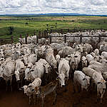 巴西的牧牛場 © Marizilda Cruppe / EVE / Greenpeace