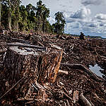 一塊被清空的泥炭地，在印尼北加里曼丹省（North Kalimantan ）由一個紙漿企業管轄的林地。© Ulet Ifansasti / Greenpeace