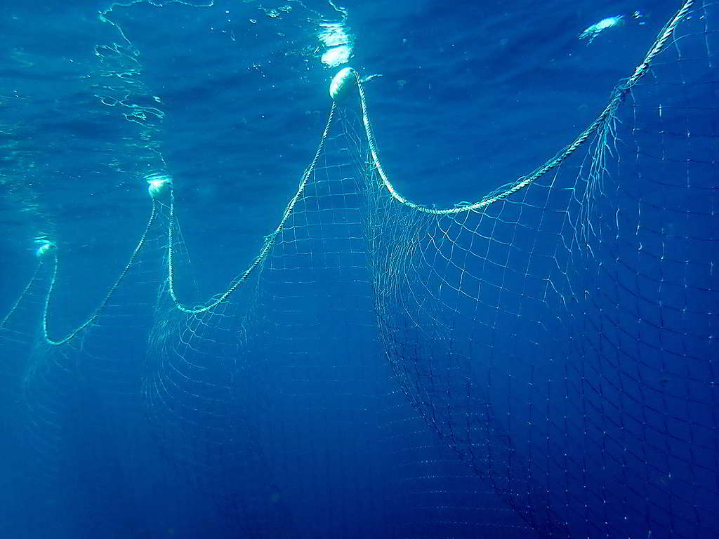 綠色和平早年持續倡議，成功推動禁止大規模流刺網的聯合國決議於1992年生效，「死亡之牆」卻仍在海中出現。 © Alessandro Montanari / Greenpeace