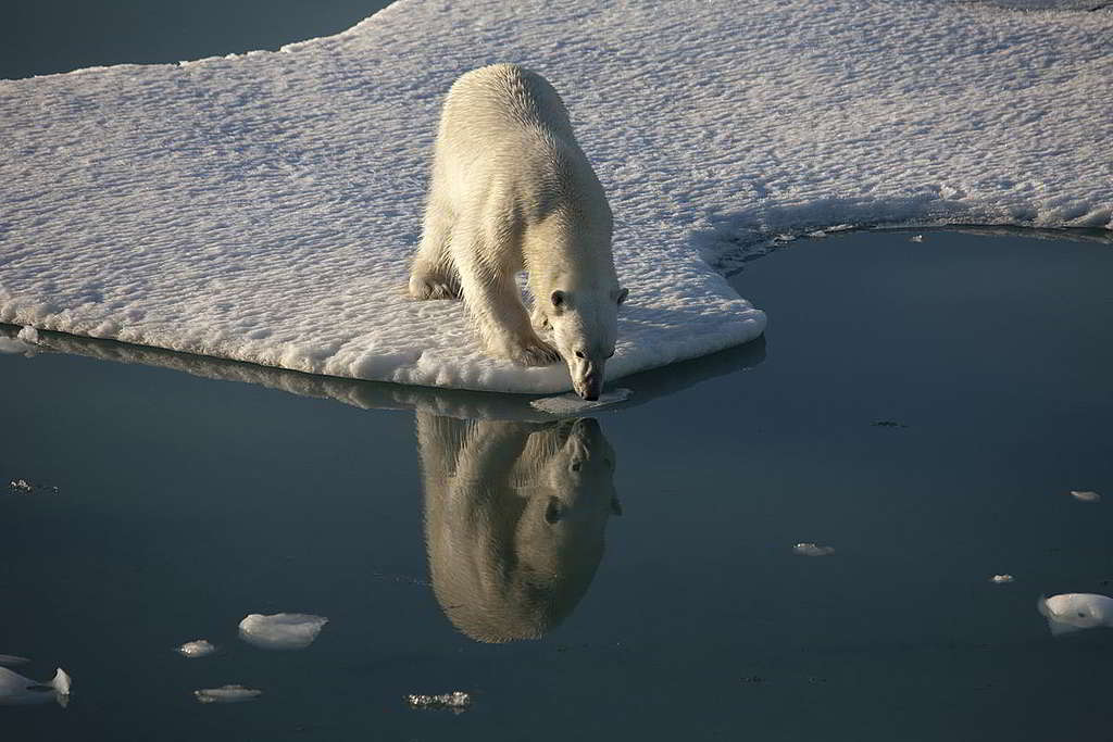 北極環境變化除了直接衝擊北極熊生態，亦與全人類生活息息相關。 © Nick Cobbing / Greenpeace