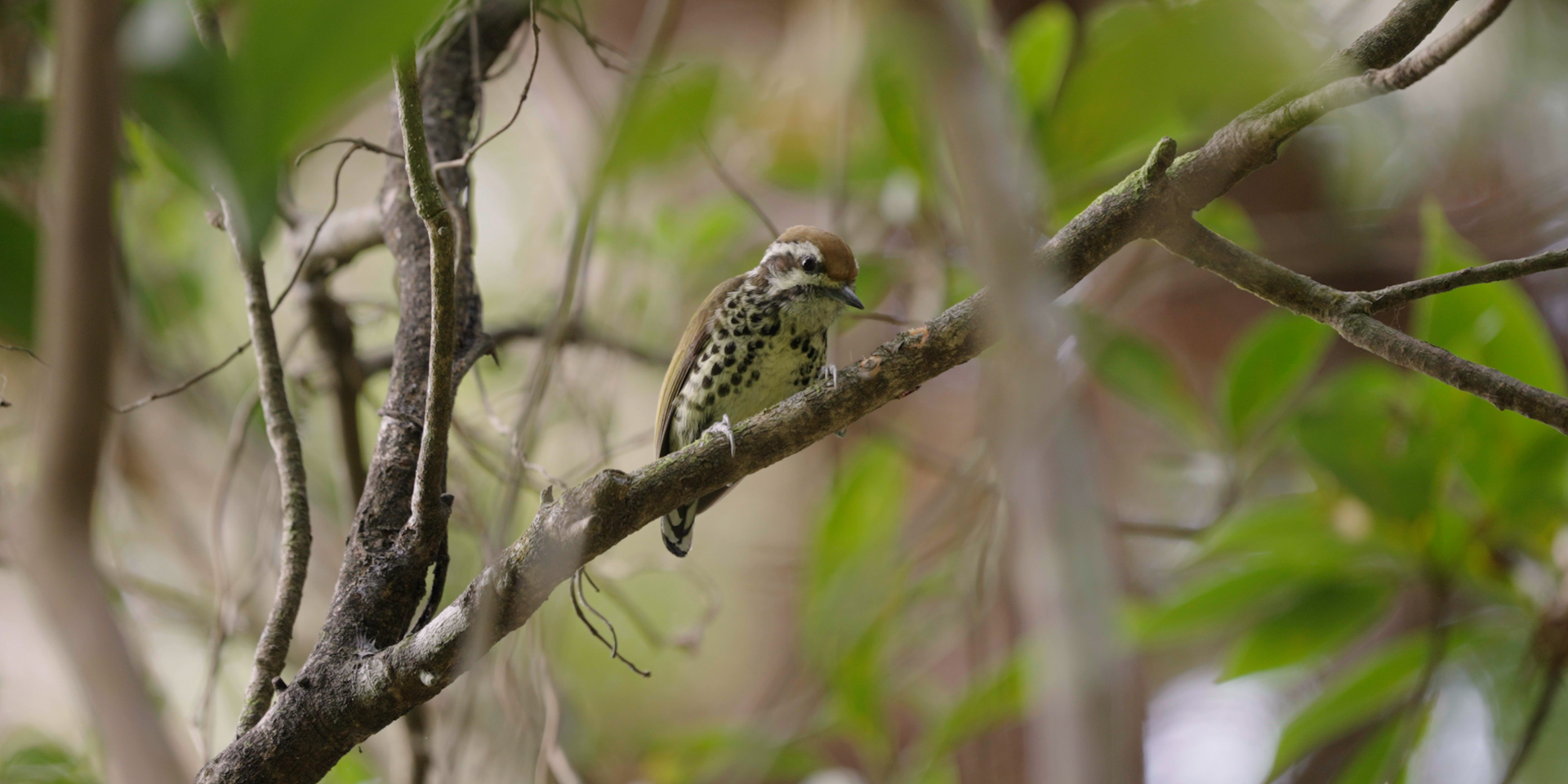 斑姬啄木鳥。 © FHS