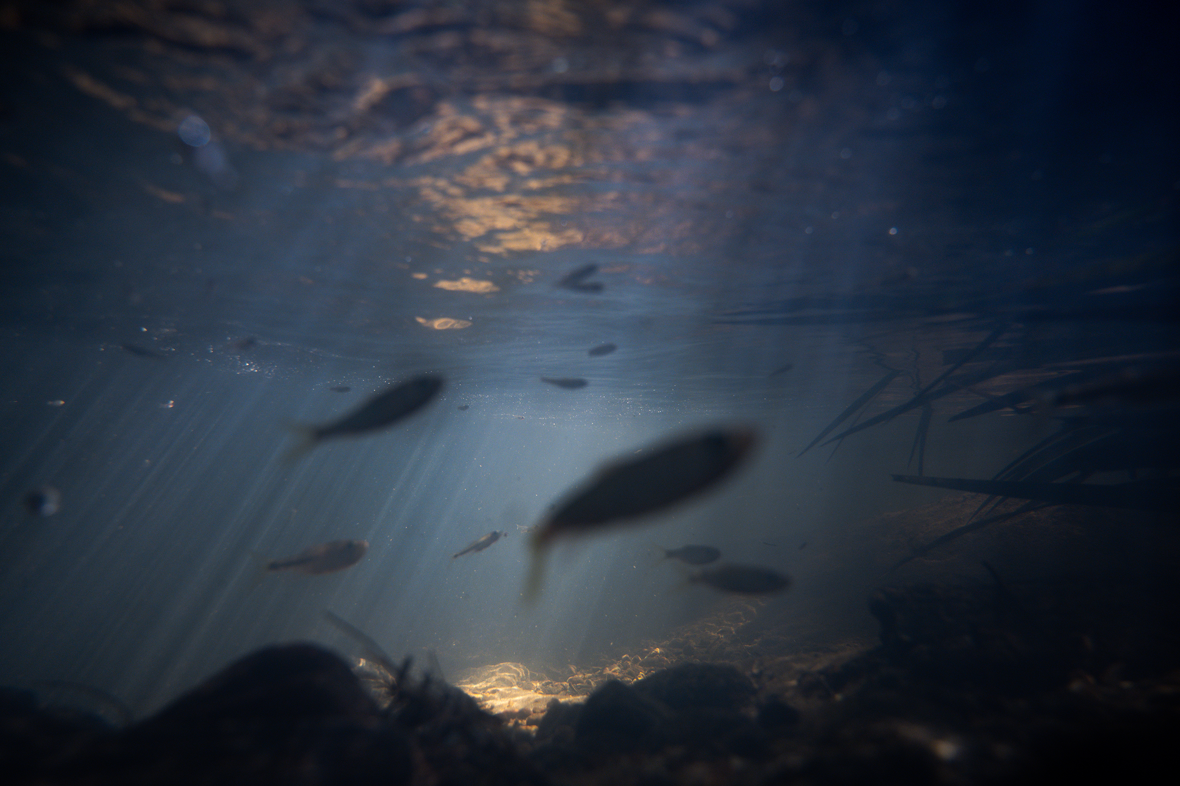 水下秘境。 © FHS 