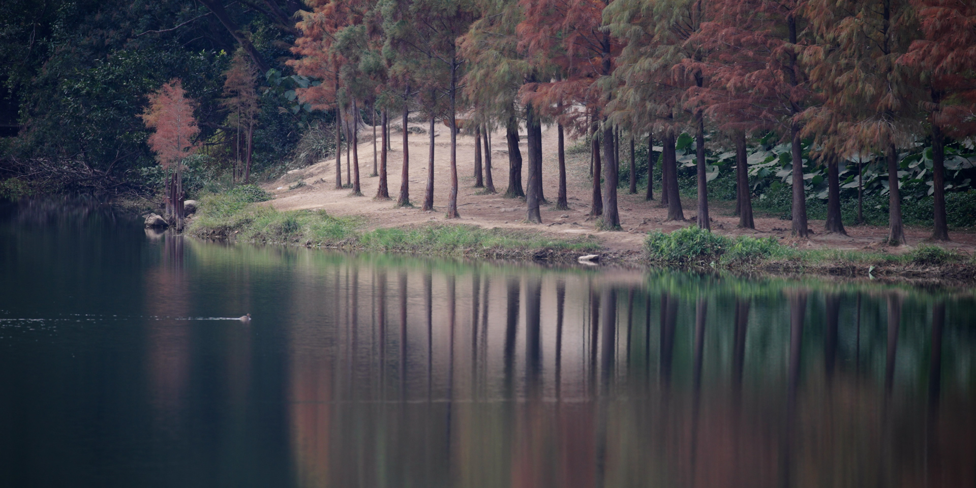 落羽杉，流水響水塘。 © FHS