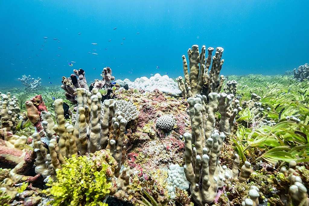 海草床是重要的海洋生態系統。2021年綠色和平極地曙光號到印度洋，了解該區的海洋生態，讓公眾及各地政府明白守護海洋的價值。© Tommy Trenchard / Greenpeace