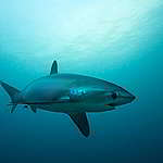 一位潛水員的自白：鯊魚是海洋守護者