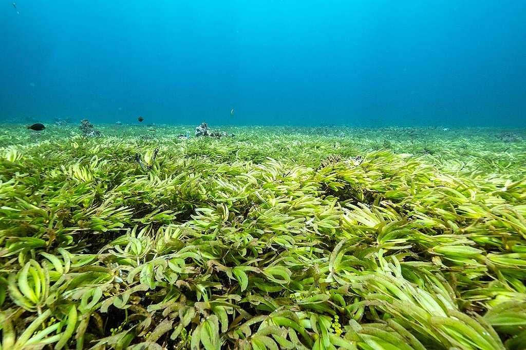 印度洋薩耶迪馬尼亞沙洲（Saya De Malha Bank） 有全世界最大的海草床 © Tommy Trenchard / Greenpeace