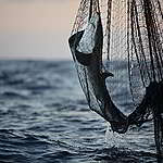 《豪賭：破壞性漁法對印度洋公海的環境與社會衝擊》報告