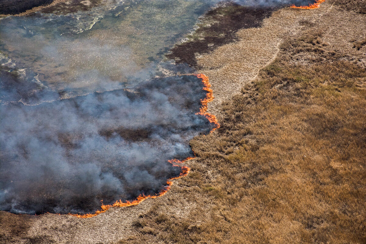 2020年南美第二大森林大查科（Gran Chaco）也飽受大火摧殘。© Eduardo Bodiño / Greenpeace