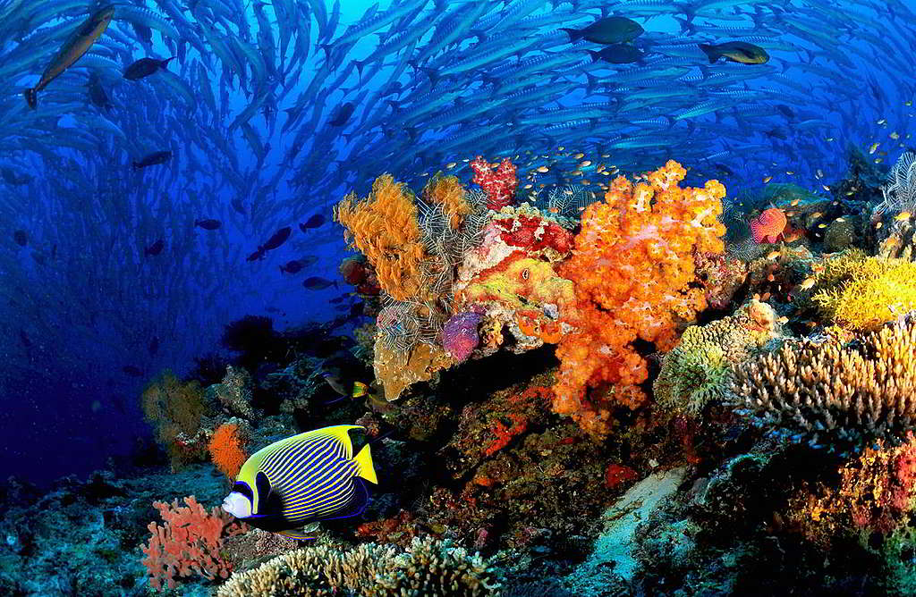 詩巴丹的梭子魚（barracuda）及軟珊瑚，構成色彩鮮明的畫面。 © Simon Shin kwangsig / shutterstock.com