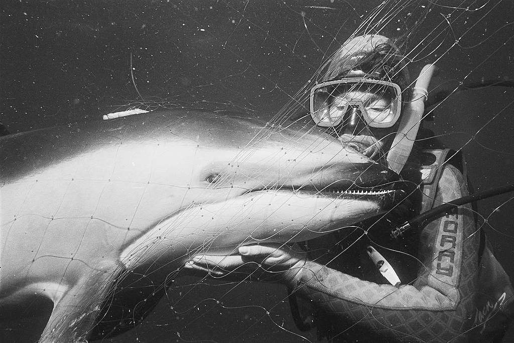 36：1990年，潛水員Linda Ingham隨綠色和平船艦彩虹勇士號來到北太平洋，從日本流網（driftnet）漁船佈下的「天羅地網」中，解救誤困海豚。有賴15年項目工作，1992年終成功推動聯合國通過遠洋大型流網禁令。 © Greenpeace / Roger Grace
