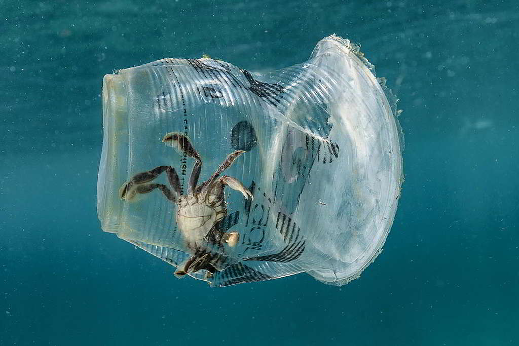 48：常說即棄塑膠如何污染海洋，船艦彩虹勇士號2019年在生物多樣性豐富的菲律賓佛得角通道（Verde Island Passage）進行品牌審計期間，就實地見證小蟹被困膠杯之中──企業、政府，你們看到了嗎？ © Noel Guevara / Greenpeace