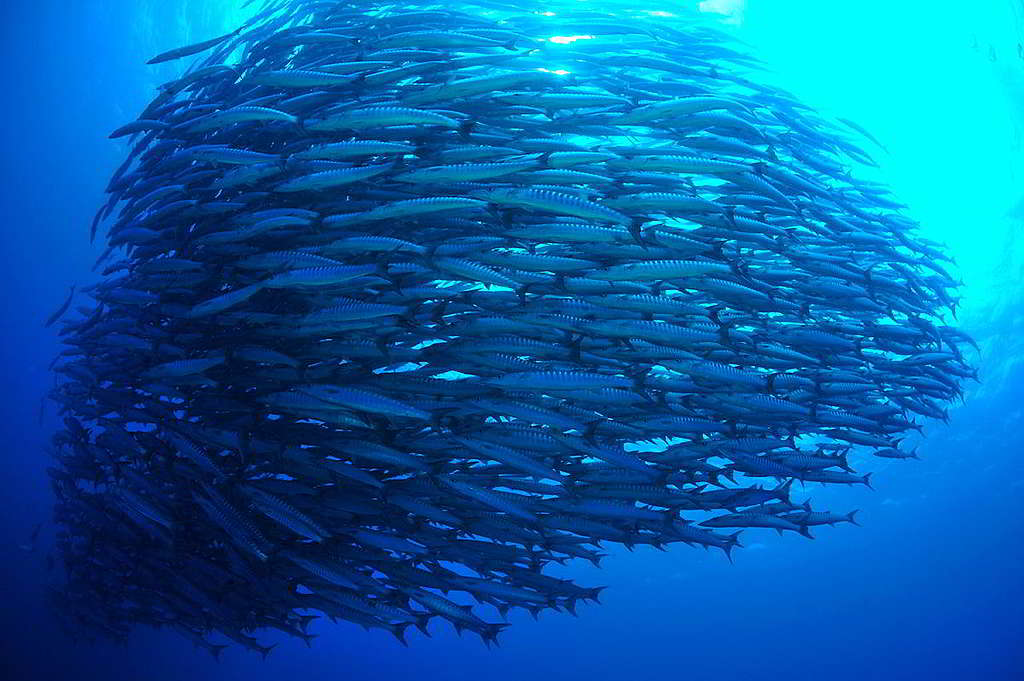 一條魚看似微小，龐大魚群卻往往震撼潛水者的心。 © Simon Shin kwangsig / shutterstock.com