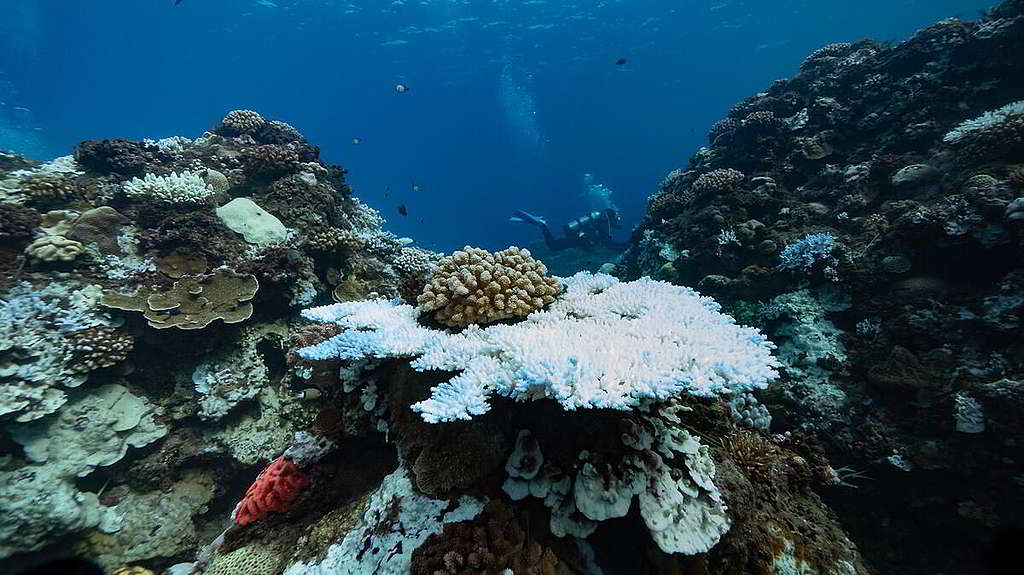 綠色和平去年在墾丁實地紀錄珊瑚白化現象，當時海水溫度高達28-31°C。 © Lion Yang / Greenpeace