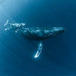 鯨落—鯨魚留給世界最後的溫柔⋯