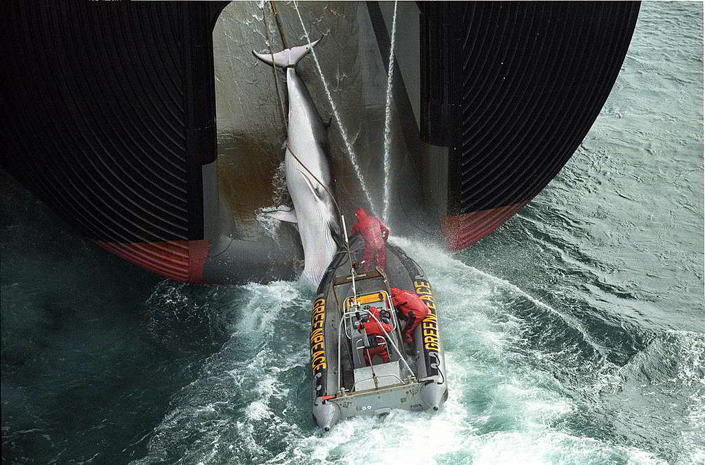 05：阻截捕鯨船，是綠色和平最形象鮮明的行動之一，亦留下一幕幕扣人心弦的畫面──2000年，綠色和平行動者毋懼水柱沖擊，於南冰洋阻止一艘日本捕鯨船作業。隨着國際捕鯨委員會1986年通過「商業捕鯨」禁令，往後戰場不只海上相搏，穿梭國際會議的政策遊說同樣重要。 © Greenpeace / John Cunningham