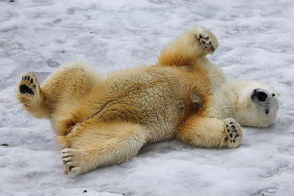 40：2013年在北極斯瓦爾巴島（Svalbard），攝影師捕捉到北極熊的頑皮姿勢。綠色和平船艦定期前往北極進行各種科研任務，發現海冰消融趨勢不容樂觀，更有研究指出北極最快2035年就會度過無冰夏日。 © Roberto Isotti / A.Cambone / Homo ambiens / Greenpeace