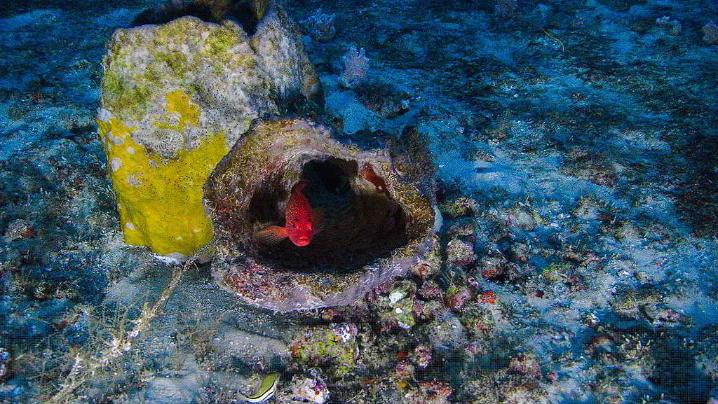 45：這張珊瑚礁照片，看似毫不起眼，它卻是綠色和平船艦希望號2017年首次揭開亞馬遜珊瑚礁神秘面紗的第一手影像見證。綠色和平持續守護這片生態寶庫，成功促使多間石油企業宣佈撤出珊瑚礁，解除漏油威脅。 © Greenpeace