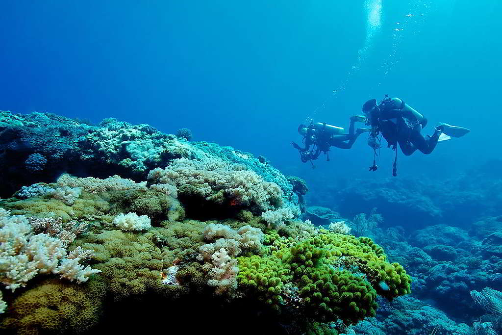 綠島的軟珊瑚，又有另一番風貌。 © unterwegs / shutterstock.com