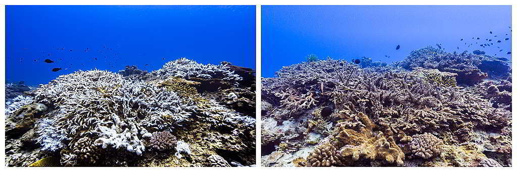 左右兩圖分別攝於去年10月及今年4月，可見綠島大白沙的軸孔珊瑚本體或周圍未完全脫離 白化狀況和部分復原，被評為「持平」狀態。 Ⓒ Greenpeace