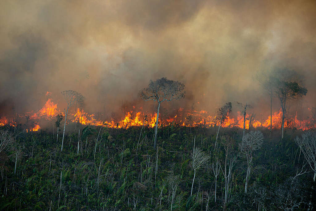 亞馬遜森林年復年發生大火，綠色和平持續派員監察，將第一手影像公諸於世；圖為今年7月底朗多尼亞州森林陷於火海。 © Christian Braga / Greenpeace