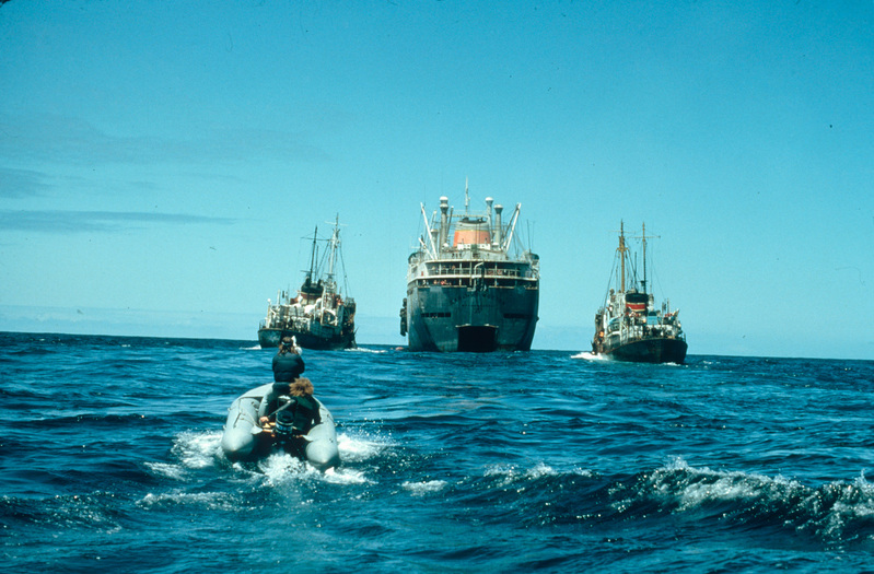 綠色和平Zodiac於北太平洋正在靠近蘇聯捕鯨船，Dalniy Vostok及捕鯨叉魚船。© Greenpeace / Rex Weyler