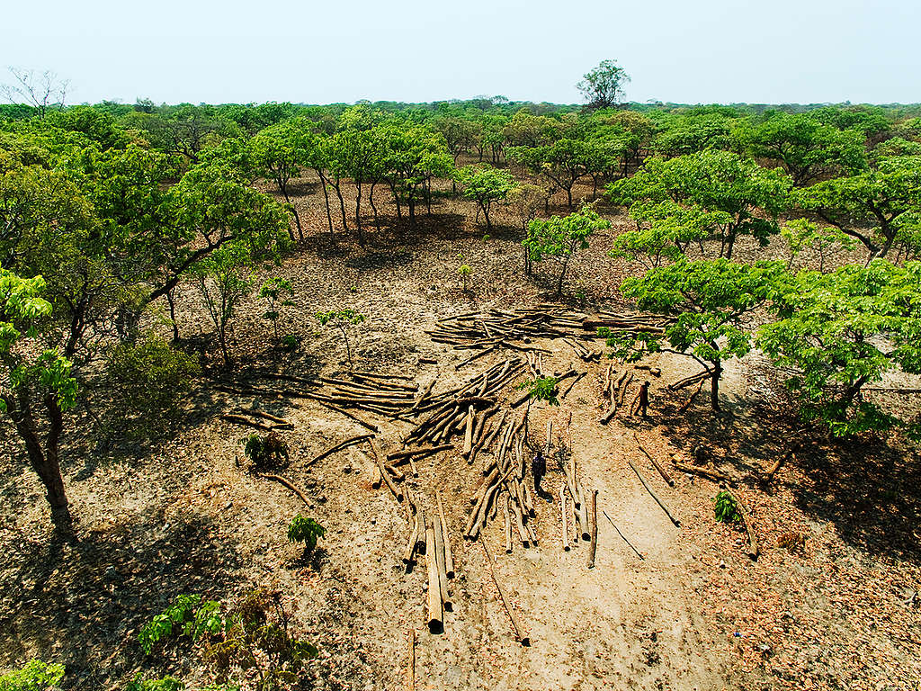 綠色和平深入剛果森林調查林地破壞情形。剛果政府雖於2002年頒佈伐木禁令，然而由於幅員遼闊管理不易，加上貪腐與官商勾結，難以遏止毀林行為。© Lu Guang / Greenpeace
