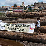 給剛果盆地森林一個機會。© Pierre Gleizes / Greenpeace
