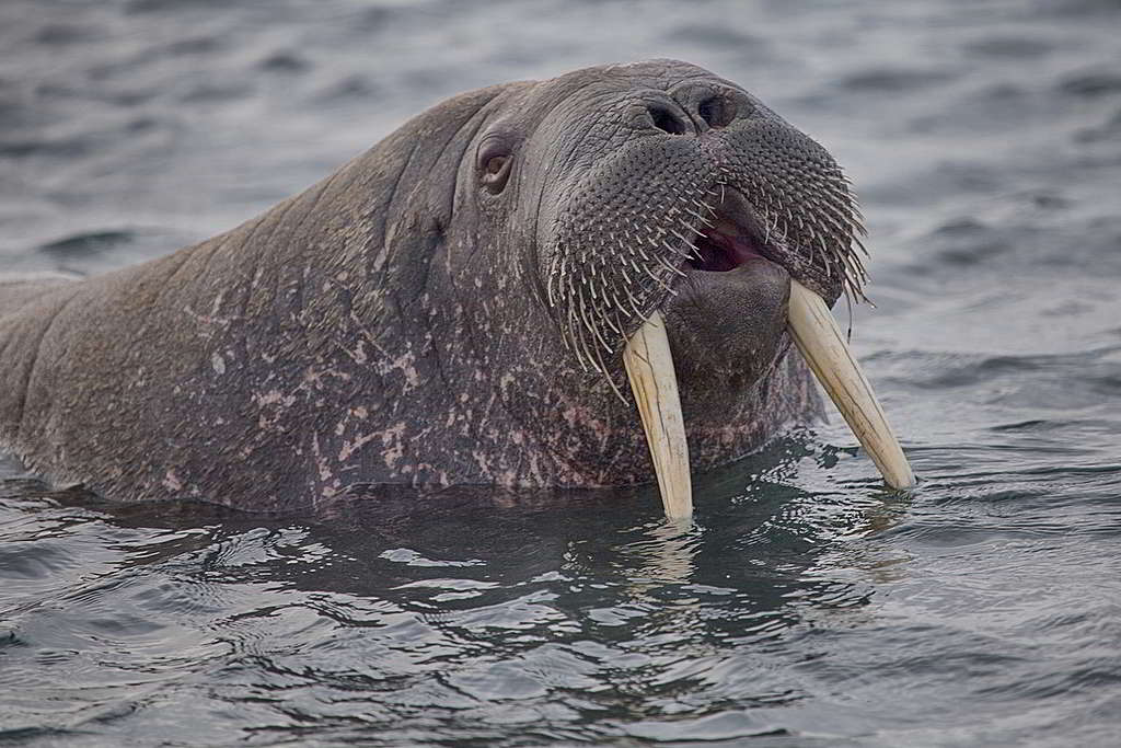 海象是北極的獨有種，最大特徵就是顯赫雄偉的一對獠牙。© Wilson Cheung