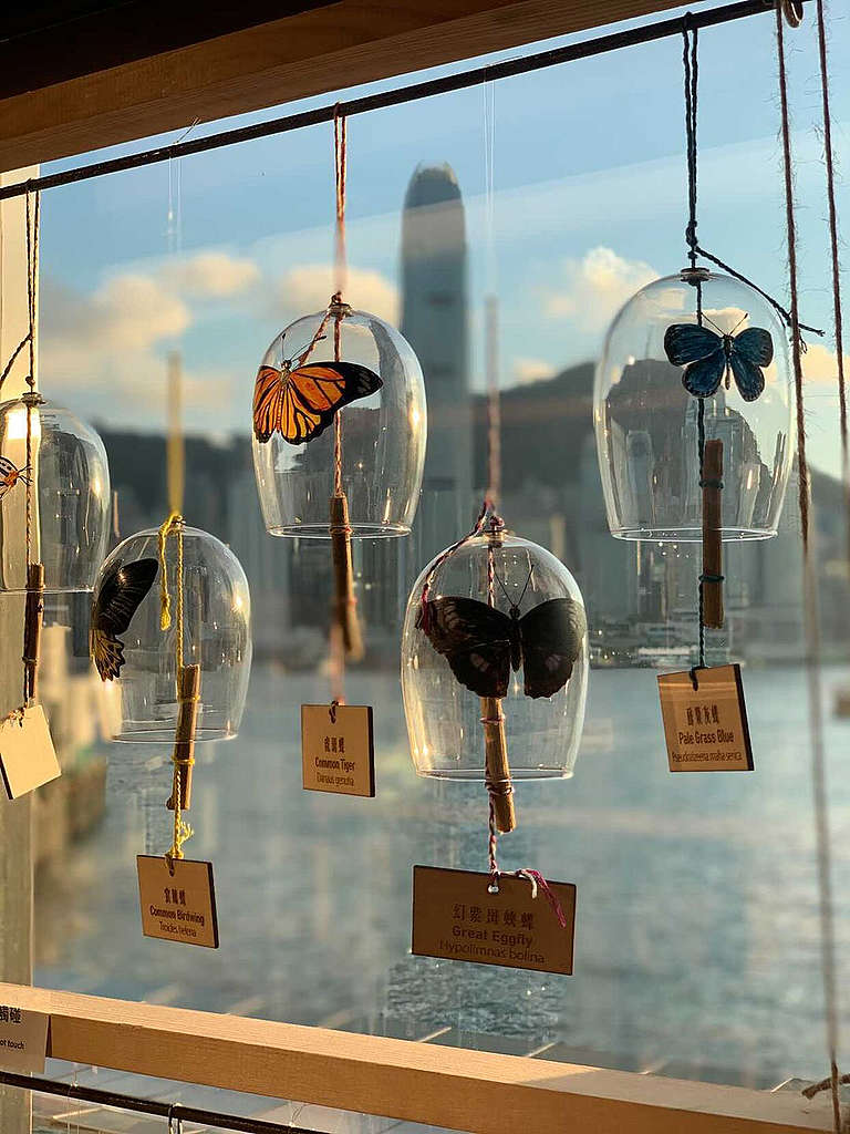 《願山·蟲鳴》風鈴展展出了50個蝴蝶風鈴，就似是一群在空中飛舞的蝴蝶。 圖片由受訪者提供