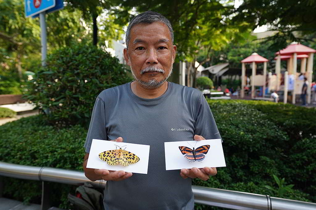 Stony會用色彩鮮艷的模型，來向學生介紹如何分辨蝴蝶與飛蛾。 ©ABCAT / Greenpeace