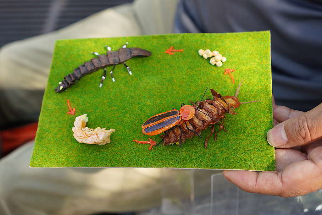 由資深生態導賞員Stony製作的螢火蟲生命周期模型，展示了螢火蟲的一生。 ©ABCAT / Greenpeace