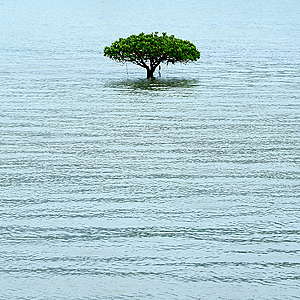 「大嶼風景」組別入圍獎《Simple》© Kai lung Ho / Greenpeace