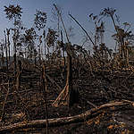 綠色和平每年不間斷地進行亞馬遜雨林火災監測，這是巴西朗多尼亞州Candeias do Jamari在2021年9月的實況。森林是原住民的生命與族群社區、歷史及文化的根源，如今毀林行為及非法入侵，將森林生態環境和原住民家園變成焦土。© Victor Moriyama / Amazônia em Chamas