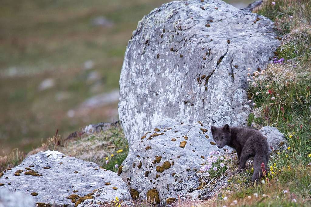 在冰島的北極狐，因人類走近而逃逸。 © Wilson Cheung