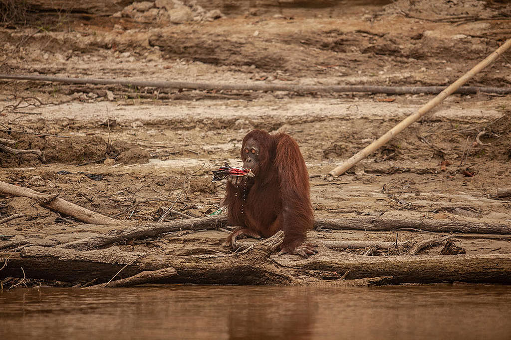 企業進佔自然棲息地，紅毛猩猩被迫一再退卻，陷入滅絕險境。 © Jurnasyanto Sukarno / Greenpeace