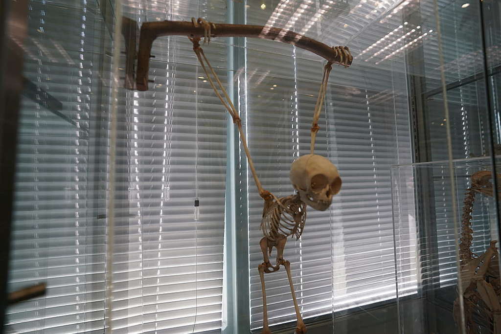 白掌長臂猿是其中一個放在櫃內20年的標本，兩手懸吊在樹枝上，搬運時會在盒子內前後晃動，就似打韆鞦。 © ABCAT / Greenpeace